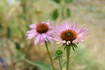 Image showing Two echinacea flowers with pale pink petals