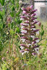 Image showing Bear\'s breeches plant with tall flower spike