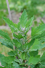 Image showing Lush quinoa plant supported by a cane