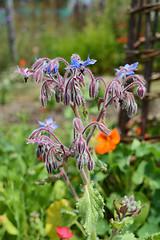 Image showing Borage plant with downturned blue flowers 