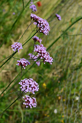 Image showing Stalks of verbena, topped with tiny purple flowers