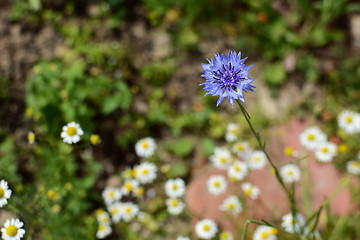 Image showing Single blue cornflower against a background of mayweed 