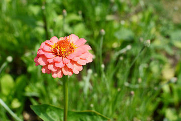 Image showing Pale pink zinnia flower with layered petals