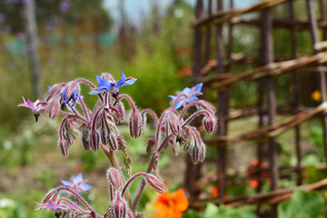 Image showing Borage flowers in a pretty flower bed