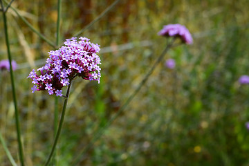 Image showing Long stems of purple flowers on a verbena plant