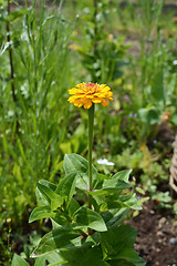 Image showing Zinnia plant with bold yellow flower 