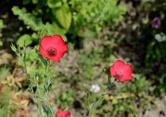 Image showing Scarlet flax flowers