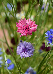 Image showing Vivid pink cornflower - bachelors button