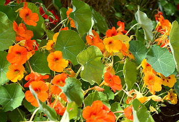 Image showing Tiny hoverfly flying above orange nasturtiums