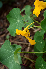 Image showing Cabbage white caterpillar crawls down a yellow nasturtium flower