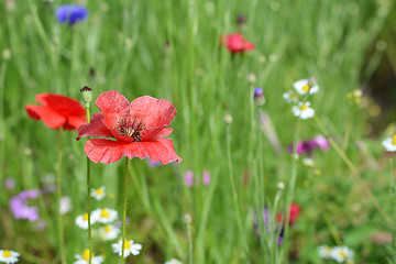 Image showing Red poppy flower blowing in the wind 