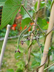 Image showing Small runner beans start to grow from a vine