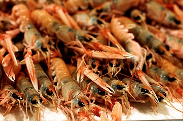 Image showing Fresh Raw Langoustines