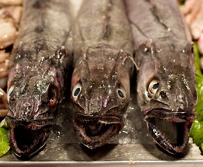 Image showing Raw Fresh Hake Fish