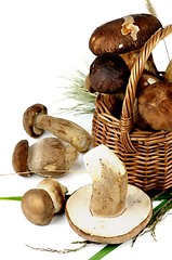 Image showing Raw Boletus Mushrooms