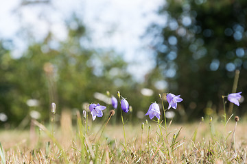 Image showing Beautiful blue summer flower