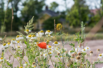 Image showing Garden summer flowers