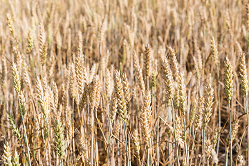 Image showing Wheat field background