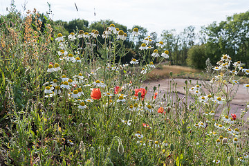 Image showing Summer flowers in red and white