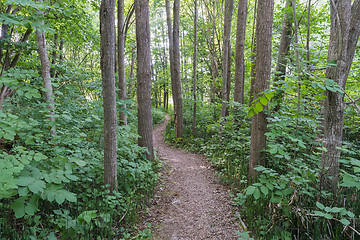 Image showing Winding footpath through a green forest