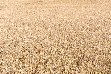 Image showing Corn field background image