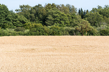Image showing Matured wheat field by a forest