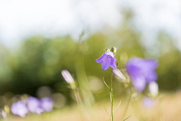 Image showing Beautiful blue summer flower