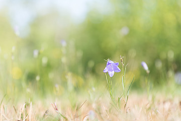 Image showing Bellflower in bright summer light