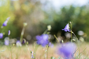Image showing One focused bluebell flower