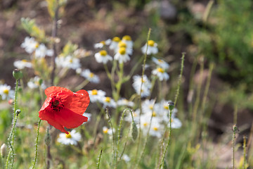 Image showing Red Poppy flower closeup