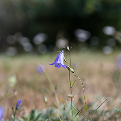 Image showing Single Bluebell flower 