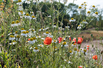 Image showing Summer flowers closeup