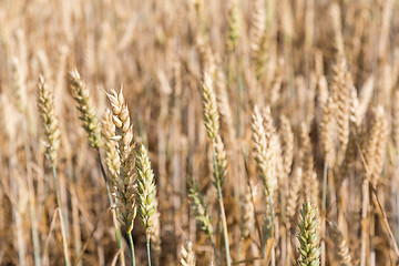 Image showing Almost matured wheat field closeup