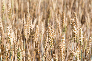 Image showing Wheat field closeup