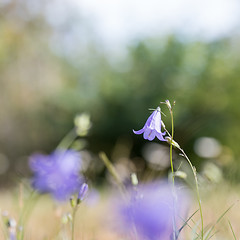 Image showing Blue summer flower closeup