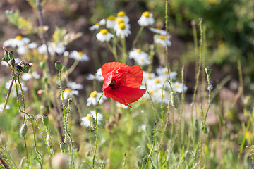 Image showing Red Poppy flower in focus