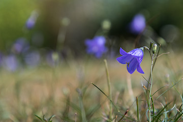 Image showing Single beautiful Bluebell flower 