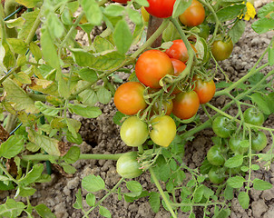 Image showing Truss of ripening tomatoes