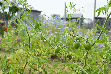 Image showing Green tomatoes on the plant against a colourful allotment