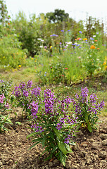 Image showing Angelonia plants with mauve petals in a summer garden 