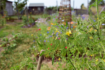 Image showing Yellow tomato flowers on a plant in an allotment