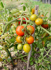 Image showing Tomato plant truss with green, yellow and red fruit