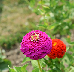 Image showing Large pink zinnia flower in summer