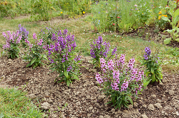 Image showing Garden flower bed filled with angelonia plants