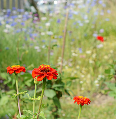 Image showing Bright red zinnia flowers against blue and white cornflowers