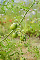 Image showing Green tomatoes grown on a cordon tomato plant 