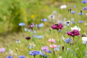 Image showing Honeybee on a purple cornflower bloom