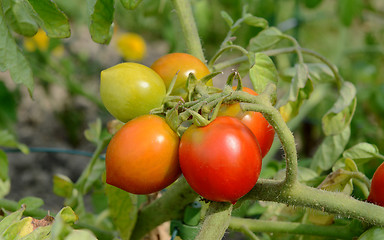 Image showing Red Alert tomatoes ripen on a bush tomato plant
