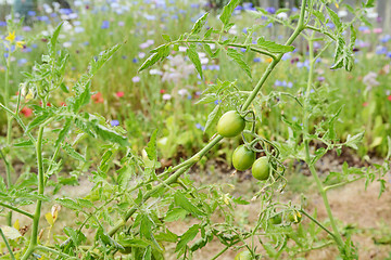 Image showing Green tomatoes on a tomato plant, still bearing dried flowers