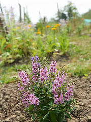 Image showing Angelonia Serena plant with pale pink flowers